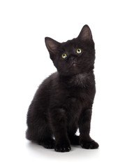 Cute black kitten isolated on a white background
