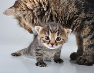 adorable newborn kitten with mother