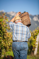 Mature winegrower harvesting black grapes