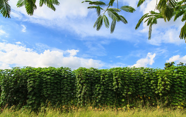 Cassava plant in the farm
