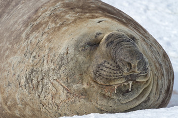Portrait of a southern elephant seal which lies in the snow with