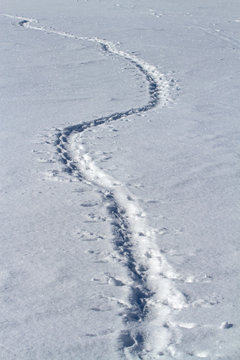 traces of Adelie penguins who crawled on his belly in the snow w