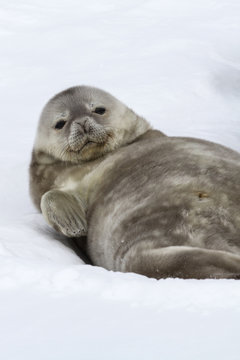Weddell seal pup lying in the snow on his back and looking