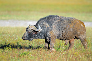 Mud covered African buffalo bull