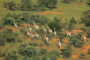 Fototapeta premium Aerial view of a herd of giraffes