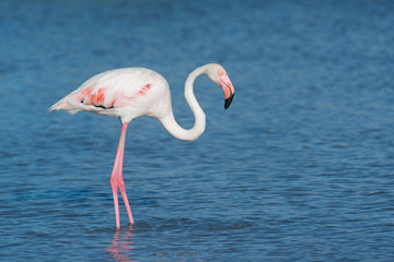 Fototapeta premium Rosaflamingo, Greater flamingo, Phoenicopterus roseus