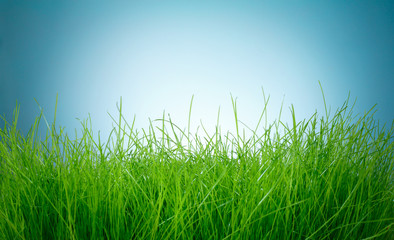 Fototapeta na wymiar Spring green grass