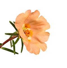 flower portulaca isolated on white background