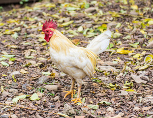 Thai Roosters