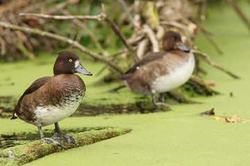 Tufted Duck, Aythya fuligula