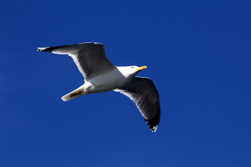 flying seagull