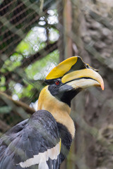 Beautiful hornbills in the cage
