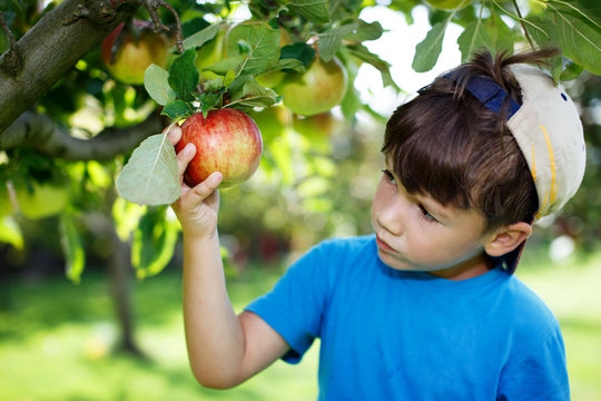 Little boy in cap picking apples