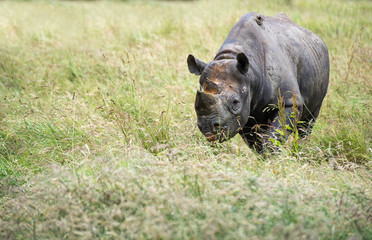 Black rhinoceros diceros bicornis michaeli in captivity