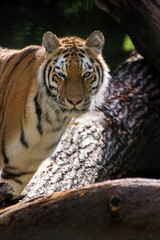 Bengal tiger panthera tigris tigris in captivity