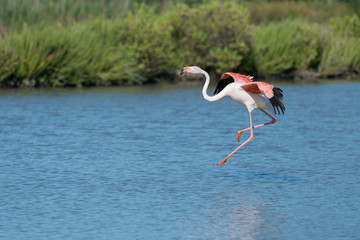 Rosaflamingo, Greater flamingo, Phoenicopterus roseus