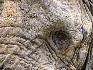 Fototapeta premium Close up facial portrait of African Elephant Loxodonta Africana