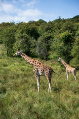 Naklejka na ściany i meble Giraffes running if field on sunny day Giraffa Camelopardalis