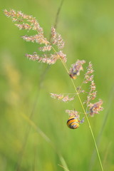 Krajobraz wiejski, motyw roślinny, ślimak © janmiko