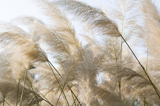 Chinaschilf, Elefantengras, Miscanthus sinensis