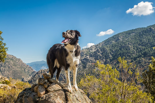 Border collie dog on rocky outcrop in Corsica