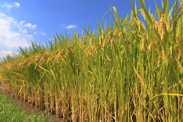 豊作の水田と青空
