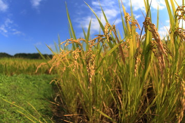 稲穂と青空