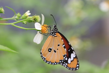 Fototapeta na wymiar Common Tiger butterfly and flower