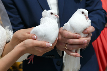 Wedding pigeons in hands of the groom and the bride