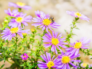 Fototapeta premium Wet bee on autumn asters