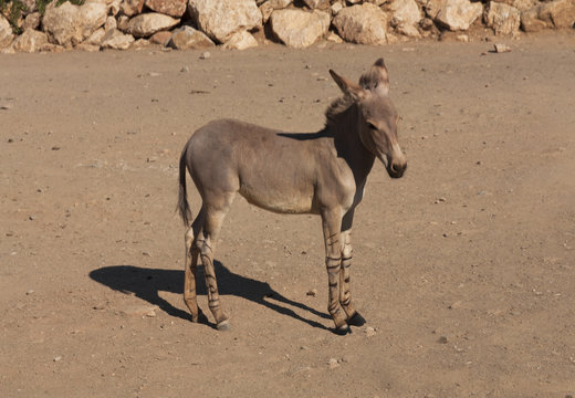 Full body of zonkey between a donkey and a zebra, photo