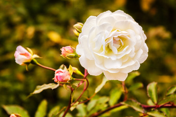 Obraz premium White rose at sunset close-up