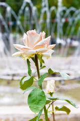 Rose on the background of the fountain