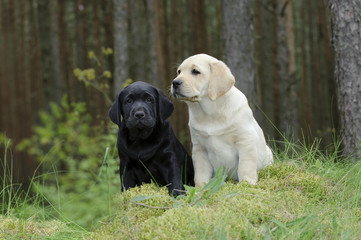 Labrador retriever puppy in garden