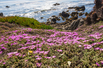 The flowers along the coast of Monterey, California