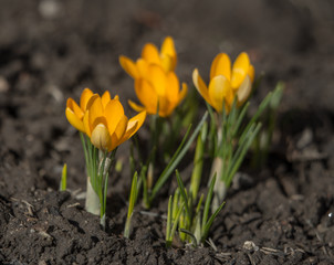 Obraz premium yellow crocuses