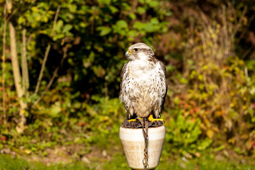 Greifvogel