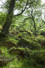Spring  in Green Forest, Scotland
