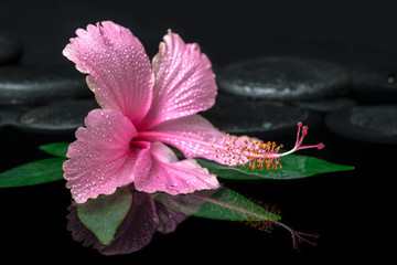 spa concept of pink hibiscus flower on green leaf, zen basalt st