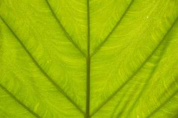 closeup green leaf texture abstract background