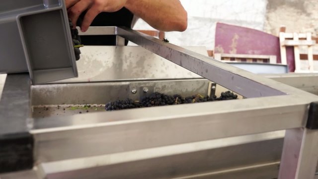 trier la vendanges