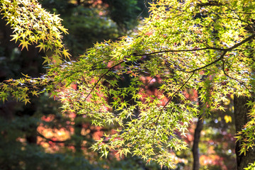 Colorful maple leaf