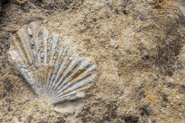 Conchiglia fossile