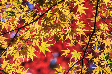 Colorful maple leaf