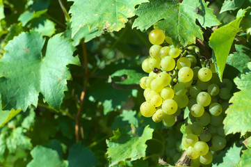 Grape for harvest