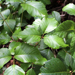 Mesa Verde National Park - Poison ivy