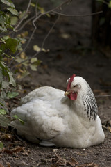 White chicken sitting on the ground