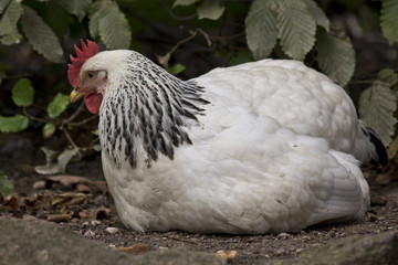 White chicken sitting on the ground