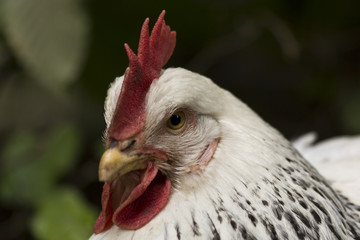 White chicken closeup