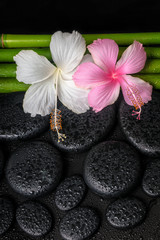 spa concept of zen basalt stones, white, pink hibiscus flower an